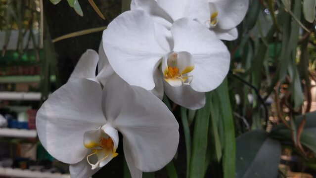 White Orchid Flower blow by the wind with tree background. White Phalaenopsis Amabilis flower or Anggrek Bulan Putih, moon orchid blooming. 