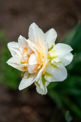 Fototapeta premium White and orange double daffodil