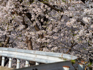 満開に咲いた桜並木