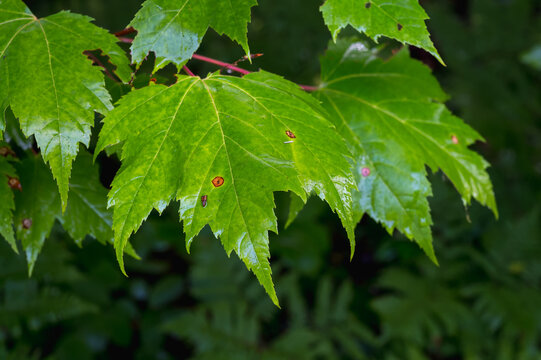 Close-Up of Green Maple Leaves acer rubrum