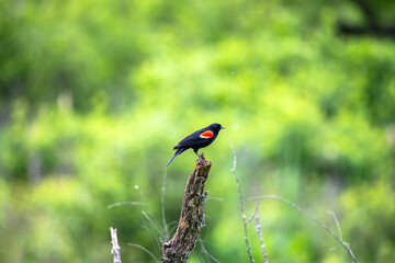 Bird on Green Background