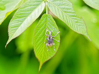 シロコブゾウムシ