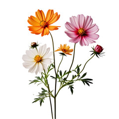 luxurious wedding flower bouquet on a transparent background