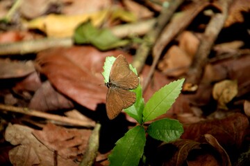 inseto borboleta - Lepidoptera