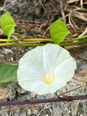 white morning glory flower in the garden