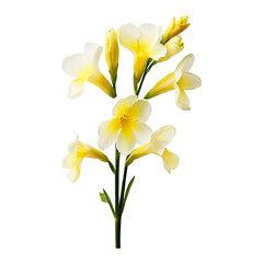 luxurious wedding flower bouquet on transparent background
