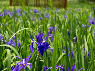かきつばた園の青い花
