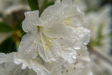 Raindrops on White Azalea  flowers