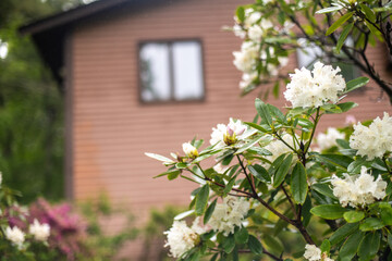 Rhododendron 'Boule de Neige' White Flowers