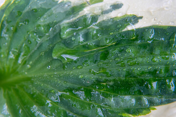 Raindrops on a leaf 
