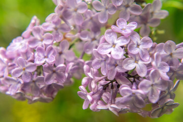 Closeup of a blooming lilac branch