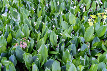 Lily of The Valley blooming in the spring