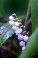 Closeup of Lily of the Valley flower