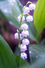 Closeup of Lily of the Valley flower