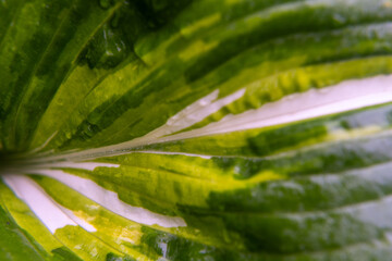 Raindrops on a leaf 