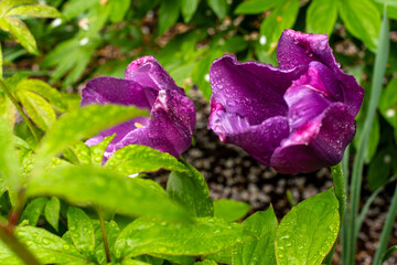 A purple tulip flowers after rain