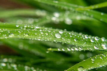 Green grass blades with drops of water
