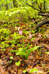 Pink Lady's Slipper flowers