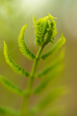 Closeup of a young fern leaf