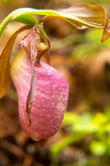 Close-up of a pink Lady's Slipper wild orchid  flower  growing in the forest.