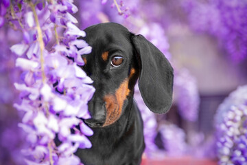 Portrait of cute dachshund dog hiding in the flowers of lilac hycinia liana looks sadly with tender...