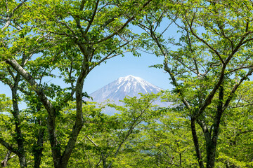 新緑と富士山