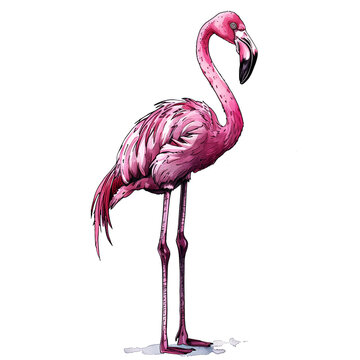recommend clip art: pink flamingo isolated on white
