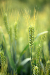 Wheat is growing in the field ,The wheat fields are under the blue sky and white clouds