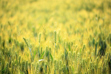 Fototapeta premium Wheat is growing in the field ,The wheat fields are under the blue sky and white clouds