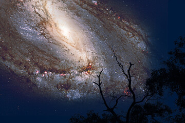 M66 galaxy back top dry branch tree dark blue night sky