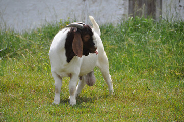 young boer goat showing his tongue