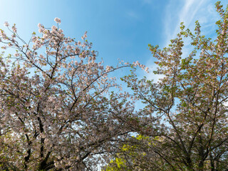 青空が広がる公園の葉桜