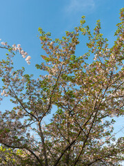 青空が広がる公園の葉桜