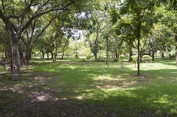 green park with trees