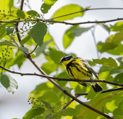 Colorful male Magnolia Warbler in a green leafy tree in spring in Ontario