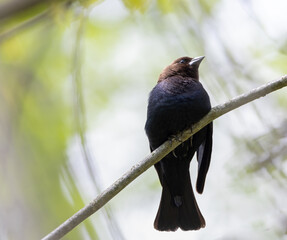 Male Brown-headed Cowbird closeup in a green forest in spring in Ontario