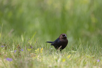 A male Brown-headed Cowbird in a green field in springtime in Ontario with green background