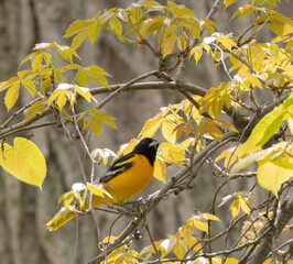 Male Baltimore Oriole bird in a tree with yellow leaves in springtime in Essex Ontario
