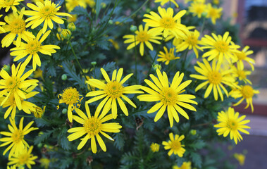 Vibrant yellow daisy flowers on a plant in a garden