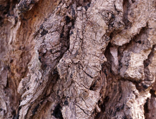 tree trunk texture, bark pattern