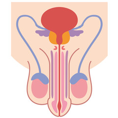 男性生殖器の構造　医療