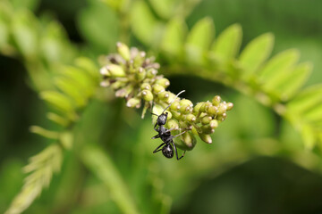 	クララ（クサエンジュ）の穂を歩くケブカクロオオアリ（自然光＋マクロ接写写真）