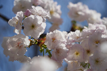 八重桜の美しさ