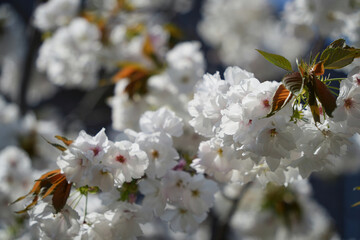 優雅な白い八重桜