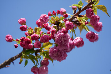 ピンクの八重桜と青空