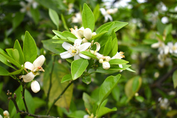 Blossoming orange tree flowers, orange blossoms, Spring harvest, closeup of Orange tree branches with flowers, buds and leaves, Chakwal, Punjab, Pakistan