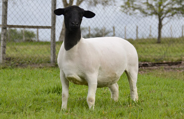 Female dorper sheep very awarded in Brazil. The Dorper is a breed developed in South Africa © LGAndrade