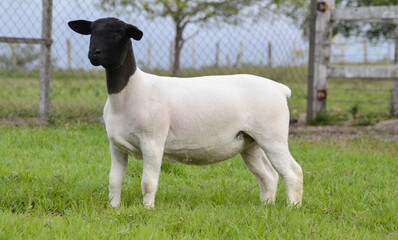 Female dorper sheep very awarded in Brazil. The Dorper is a breed developed in South Africa