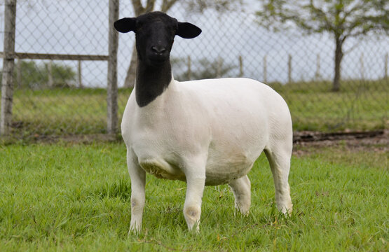 Female dorper sheep very awarded in Brazil. The Dorper is a breed developed in South Africa