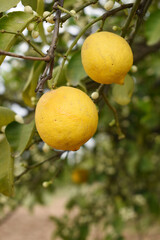 ripe oranges on tree, close-up of a beautiful orange tree with orange, fruit hanging on a tree, Close-up of ripe oranges hanging on a tree in an orange plantation garden, Chakwal, Punjab, Pakistan